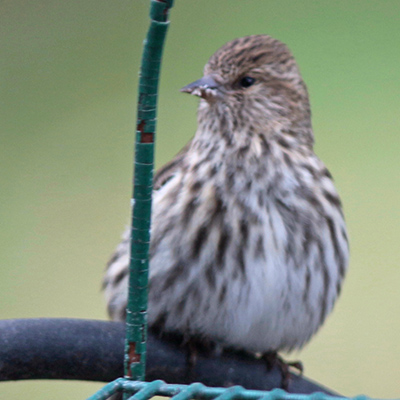 House Finch sitting on metal rod