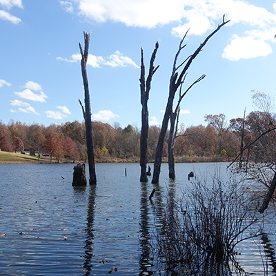 November scenery along Heron Pond trail