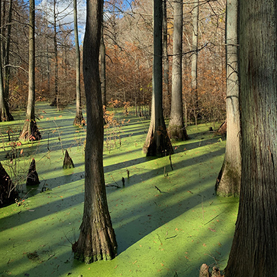 November scenery along Heron Pond trail