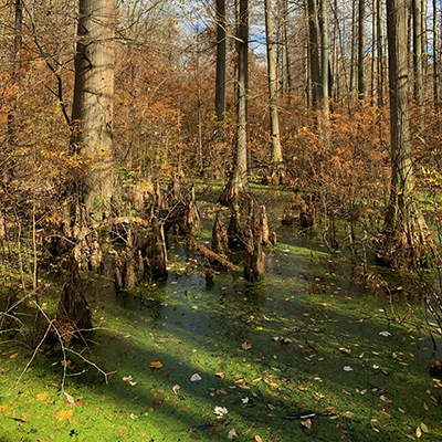 November scenery along Heron Pond trail