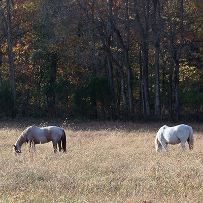 Two horses in a field