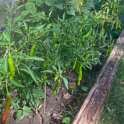 Peppers growing in our backyard