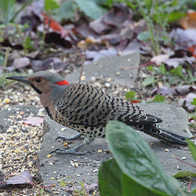 Adult male Northern Flicker on a stone under our feeder