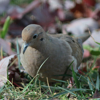 Mourning Dove on ground