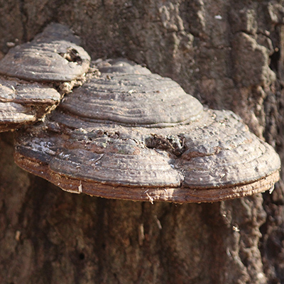 Mushrooms along Limekiln Springs Trail