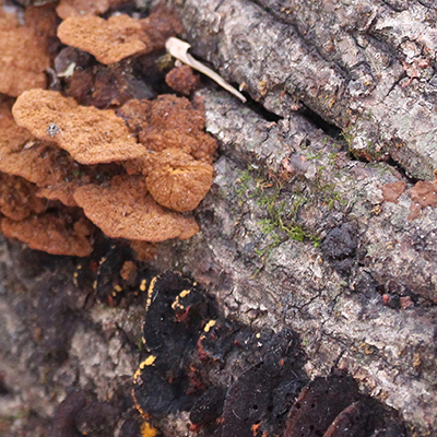 Mushrooms along Limekiln Springs Trail