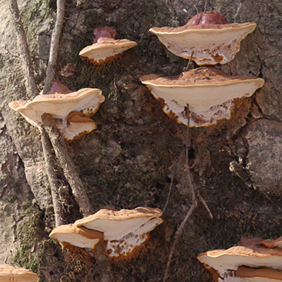 Mushrooms along Limekiln Springs Trail