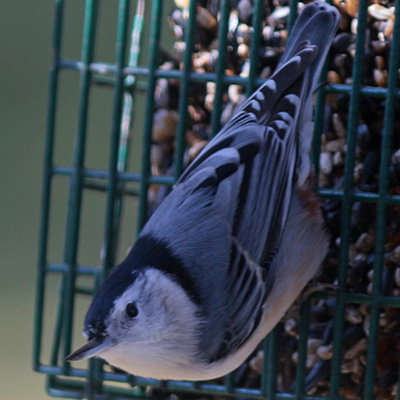 Nuthatch on feeder