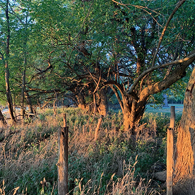 Trees growing along the old property line