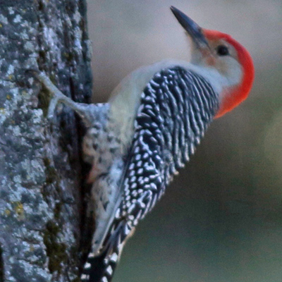 Adult male Red-bellied woodpecker perching on feeder support