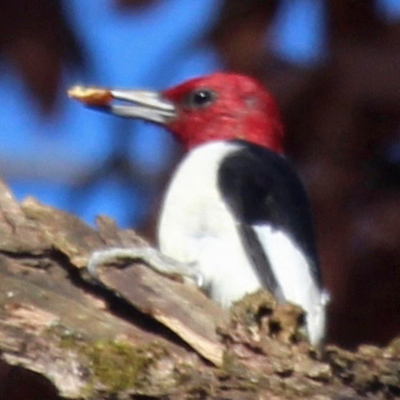 Red-headed woodpecker