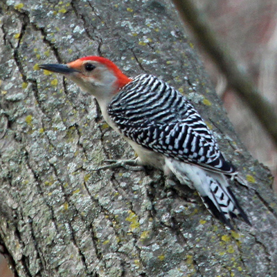 Adult male Red-bellied woodpecker perching on feeder support