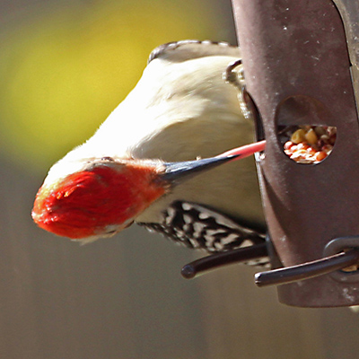 Adult male Red-bellied woodpecker perching on feeder support