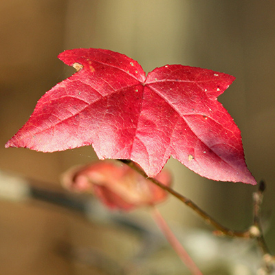 A Maple Leaf on tree