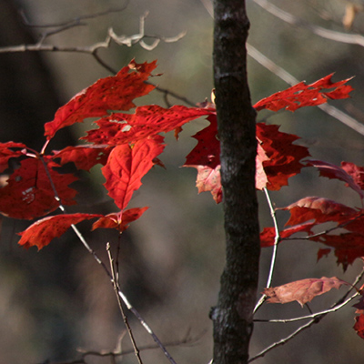 Red oak leaves