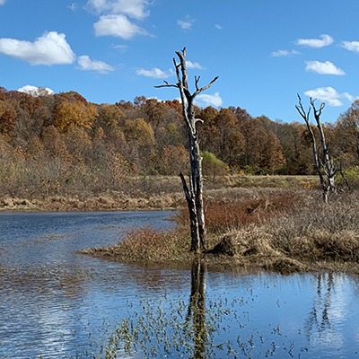 November scenery along Heron Pond trail