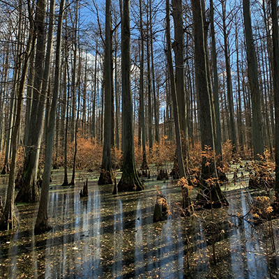 November scenery along Heron Pond trail