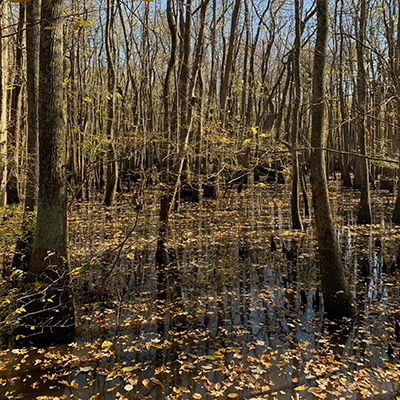 November scenery along Heron Pond trail