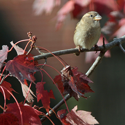 Female house sparrow perched on maple tree branch