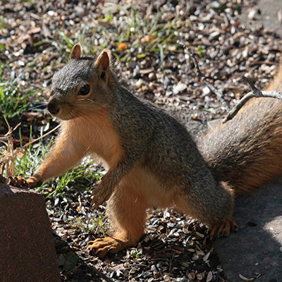 A squirrel stands up in our back yard