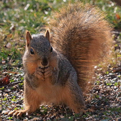 A squirrel stands up in our back yard