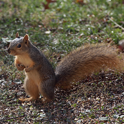 A squirrel stands up in our back yard