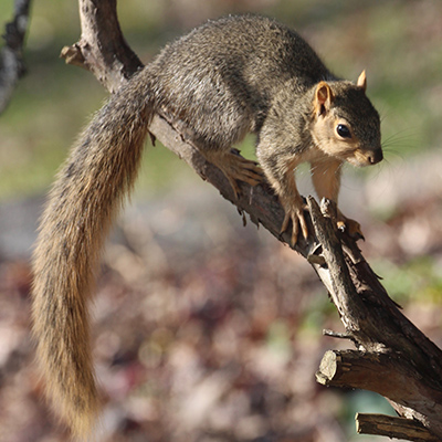 A squirrel stands up in our back yard