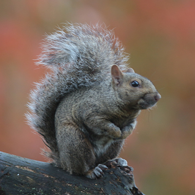 A squirrel stands up in our back yard