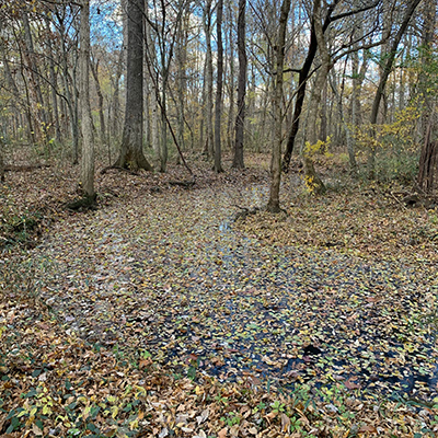 November scenery along Heron Pond trail