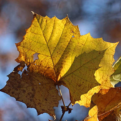 A Sycamore Leaf on tree