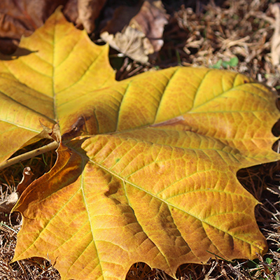 A Sycamore Leaf on the ground