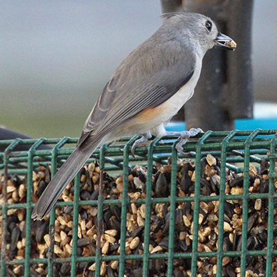 Tufted Titmouse on top of a cage feeder