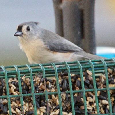 Tufted Titmouse on top of a cage feeder