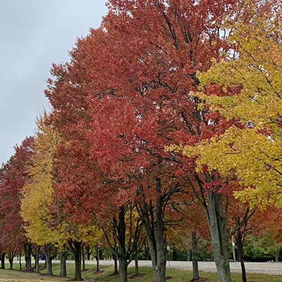 The maple leaves are very red