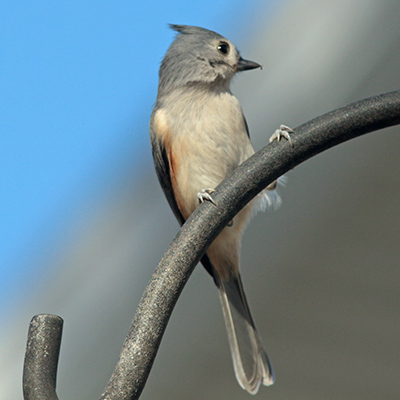 Tufted Titmouse on top of a cage feeder