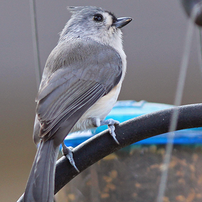 Tufted Titmouse on top of a cage feeder