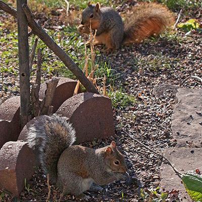 A squirrel stands up in our back yard