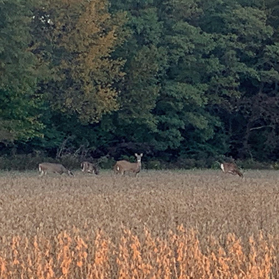 Deer in the UIS soybean field on the east side of campus