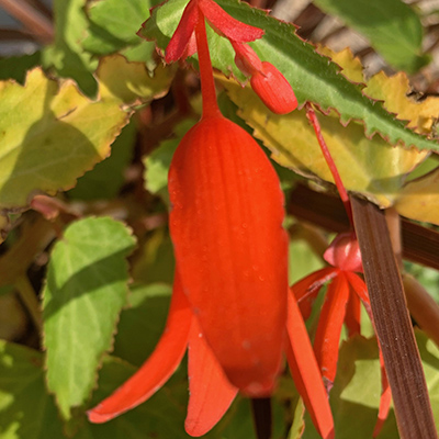 Red petals of a flower