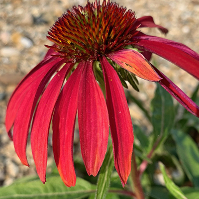 Red cone flower