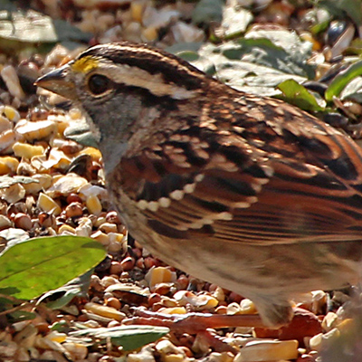 white-throated sparrow 