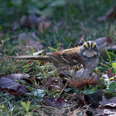 white-throated sparrow 