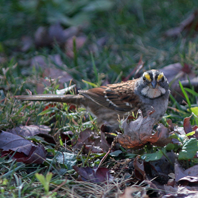 white-throated sparrow 