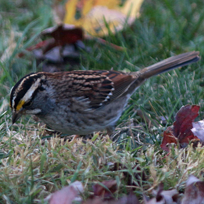 Carolina Wren at feeder