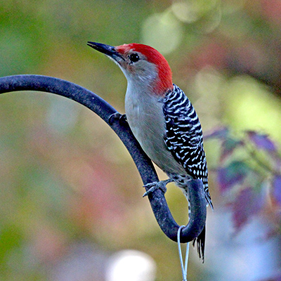 Adult male Red-bellied woodpecker perching on feeder support