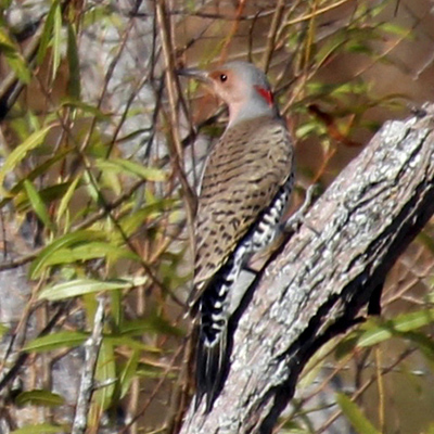 Adult female Northern Flicker on a tree at