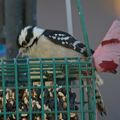 Downy woodpecker at feeder