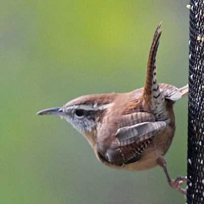 Carolina Wren at feeder