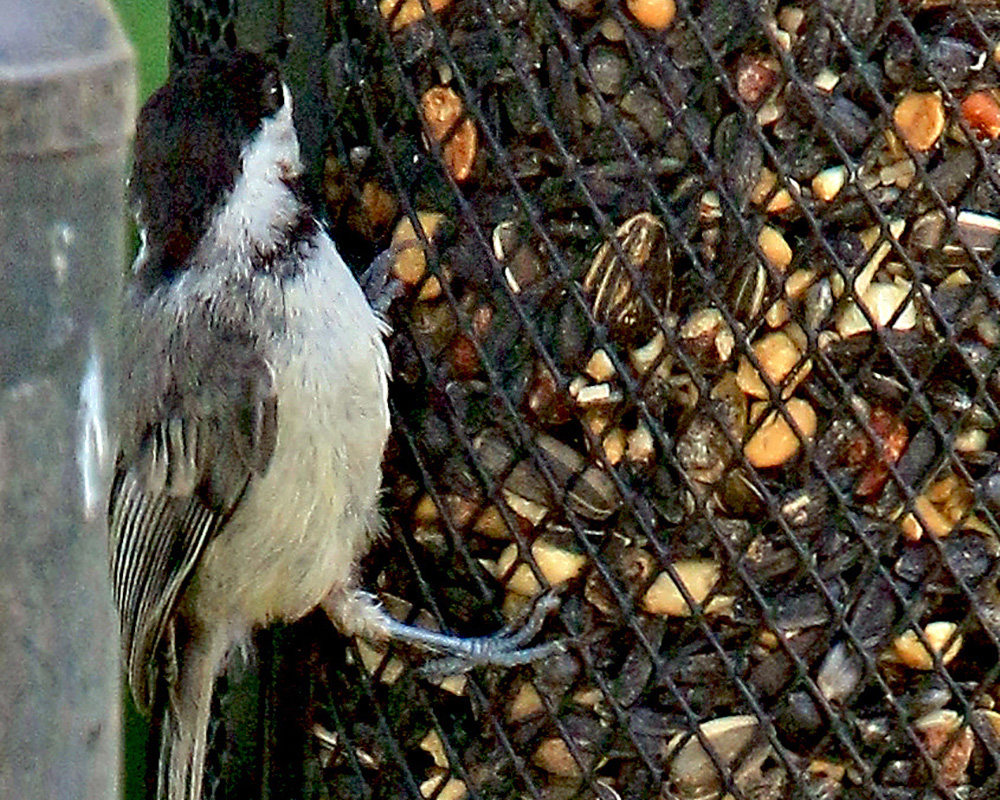 Black-capped Chickadee eating out our bird feeder