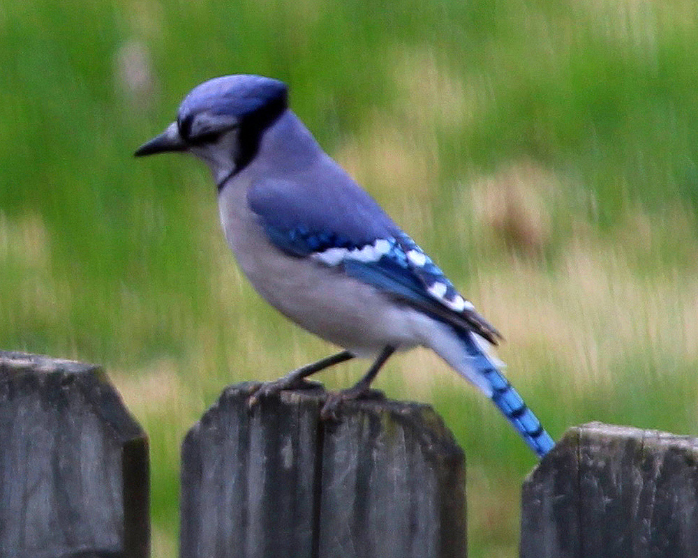 One of the neighborhood bluejays sits on a neighbor's fence